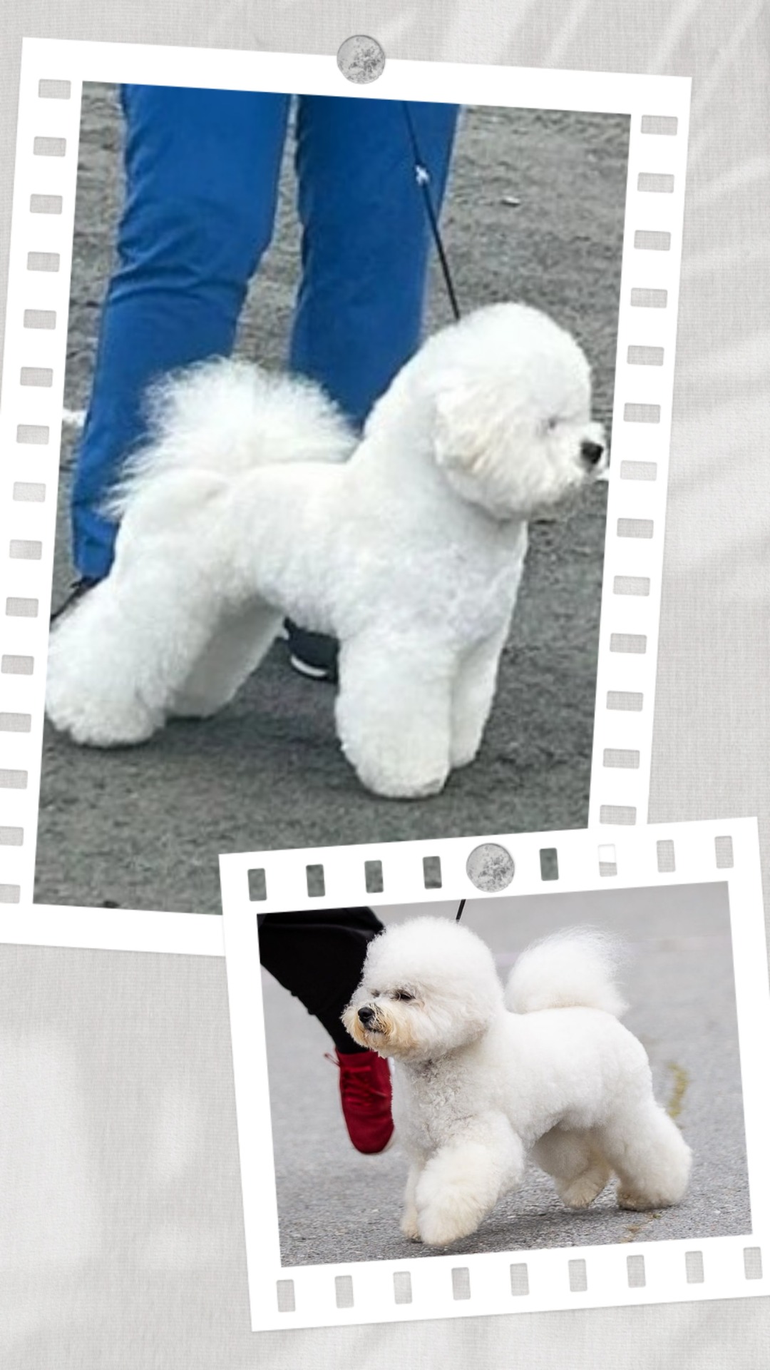 Diamella What's All About & Beajoy Love That Little Tiger 